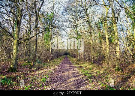 Chemin à travers le bois de Maulden en hiver, Bedfordshire, Royaume-Uni Banque D'Images