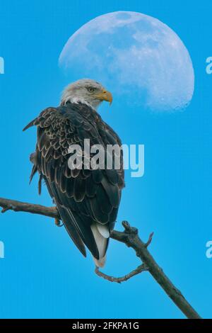 Une lune de printemps tôt se trouve derrière un aigle américain de Bald sur un petit lac privé dans le centre du comté de Door, Wi. Banque D'Images