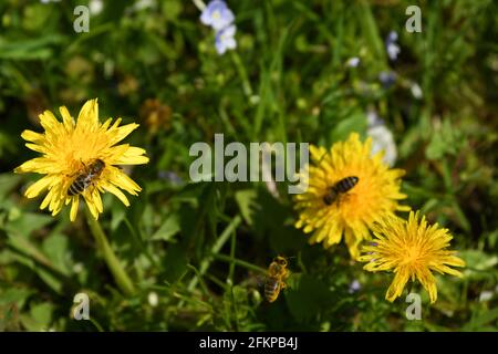 oföwenzahnblüten - taraxacum - im Frühling als Nektarspender für Hungrige Bienen - singes Banque D'Images