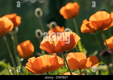 Gros plan sur les fleurs de pavot dans un champ vert Banque D'Images