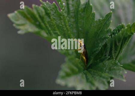 Protection jaune sur la lame d'herbe. Arrière-plan noir. Gros plan macro extrême. Gros insecte jaune, un, gros plan Banque D'Images
