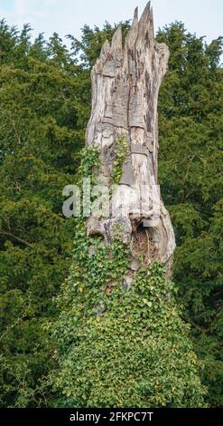 vieux tronc d'arbre en bois avec ver à bois et surcultivé avec escalade ivy Banque D'Images