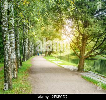 Allée bordée de bouleau dans un parc à Moscou, en Russie, au début de l'automne Banque D'Images