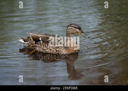 Chorleywood, Royaume-Uni. 3 mai 2021. Une femelle de canard colvert nage sur les Échecs de la rivière généralement cristallins à Chorleywood, Hertfordshire, dans la région de Chilterns d'une beauté naturelle exceptionnelle. Étant un ruisseau craie, il a une importance particulière pour la faune et l'environnement naturel, mais plus en amont, les eaux usées brutes de l'usine de traitement de Chesham se sont déversées dans les Échecs de la rivière, causant un risque pour les humains et les animaux d'entrer en contact avec l'eau. Credit: Stephen Chung / Alamy Live News Banque D'Images