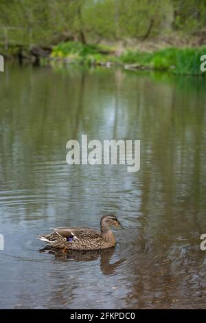 Chorleywood, Royaume-Uni. 3 mai 2021. Une femelle de canard colvert nage sur les Échecs de la rivière généralement cristallins à Chorleywood, Hertfordshire, dans la région de Chilterns d'une beauté naturelle exceptionnelle. Étant un ruisseau craie, il a une importance particulière pour la faune et l'environnement naturel, mais plus en amont, les eaux usées brutes de l'usine de traitement de Chesham se sont déversées dans les Échecs de la rivière, causant un risque pour les humains et les animaux d'entrer en contact avec l'eau. Credit: Stephen Chung / Alamy Live News Banque D'Images