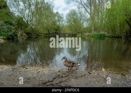 Chorleywood, Royaume-Uni. 3 mai 2021. Une femelle canard colvert à côté des Échecs de rivière généralement cristallins à Chorleywood, Hertfordshire, dans la région de Chilterns d'une beauté naturelle exceptionnelle. Étant un ruisseau craie, il a une importance particulière pour la faune et l'environnement naturel, mais plus en amont, les eaux usées brutes de l'usine de traitement de Chesham se sont déversées dans les Échecs de la rivière, causant un risque pour les humains et les animaux d'entrer en contact avec l'eau. Credit: Stephen Chung / Alamy Live News Banque D'Images