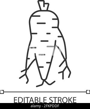 Icône linéaire de racine de ginseng coréen Illustration de Vecteur