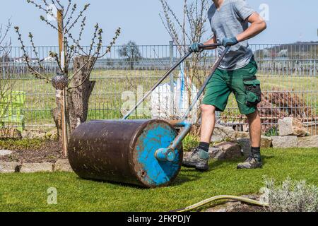 Le jardinier marche avec un rouleau de pelouse en fer sur fraîchement posé gazon Banque D'Images