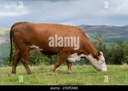 Le bétail de Hereford paître dans des pâturages de montagne près de Kirkby Lonsdale, Cumbria, Royaume-Uni. Banque D'Images