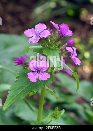 Jolies fleurs d'honnêteté annuelle, Lunaria annua Banque D'Images