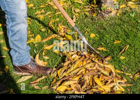 Homme raking coloré des feuilles tombées à un tas dans son jardin à l'automne Banque D'Images