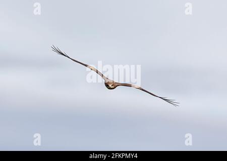 Un cerf-volant à tête noire survolant la steppe mongole à Dornod Aimag. Banque D'Images