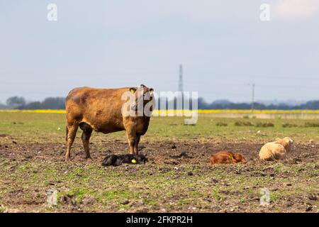 Vaches et calfs dans un champ, lydd, kent, royaume-uni Banque D'Images
