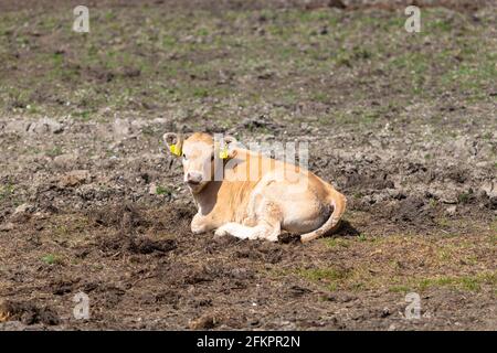 Vaches dans un champ, lydd, kent, royaume-uni Banque D'Images