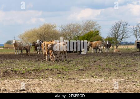 Vaches dans un champ, lydd, kent, royaume-uni Banque D'Images