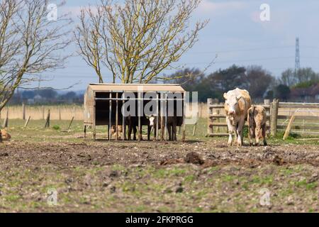 Vaches dans un champ, lydd, kent, royaume-uni Banque D'Images