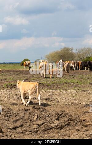 Vaches et calfs dans un champ, lydd, kent, royaume-uni Banque D'Images