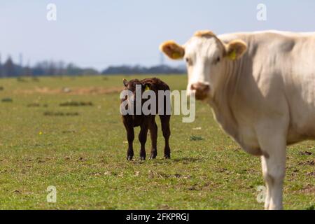 Vaches dans un champ, lydd, kent, royaume-uni Banque D'Images