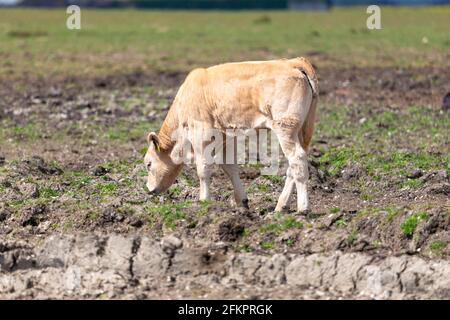 Vaches dans un champ, lydd, kent, royaume-uni Banque D'Images