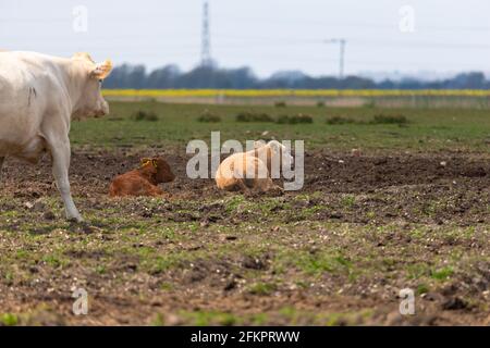 Vaches et calfs dans un champ, lydd, kent, royaume-uni Banque D'Images