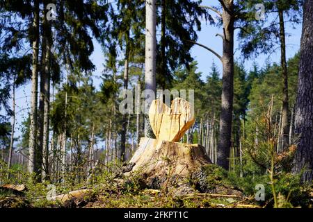 Un coeur en bois qui a été sculpté dans un tronc d'arbre scié dans la forêt. Concept sur le thème de l'amour et de la nature. Banque D'Images