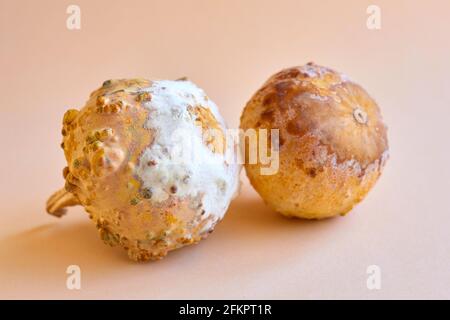 deux citrouilles à la moisissure blanche et brune sur fond beige. comment conserver les aliments correctement Banque D'Images