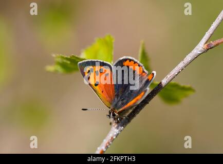Petit papillon de feu, Lycaena phlaeas. Photo macro d'un petit papillon avec des ailes orange et noires. Insectes au printemps et en été. Banque D'Images