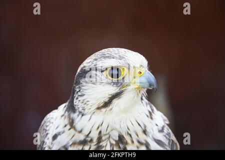 Falcon Laggar en gros plan. Portrait d'un oiseau de proie avec un plumage noir et blanc. Jongleur Falco. Arrière-plan sombre. Banque D'Images