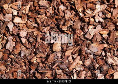 Écorce de pin pour un contrôle naturel des mauvaises herbes dans le jardin. Paillis d'écorce marron comme arrière-plan. Banque D'Images