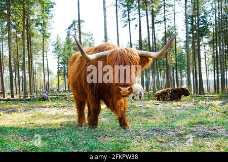 Bovins écossais, Bos taurus taurus. Ancienne race de bétail d'Écosse à fourrure longue. Herbivores, ongulés et animaux grégaires. Banque D'Images