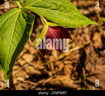 trillium rouge, fleur sauvage dans les bois au printemps Banque D'Images