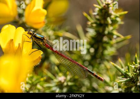 Femme grande mouche rouge de damselfly reposant sur des fleurs de gorge Banque D'Images