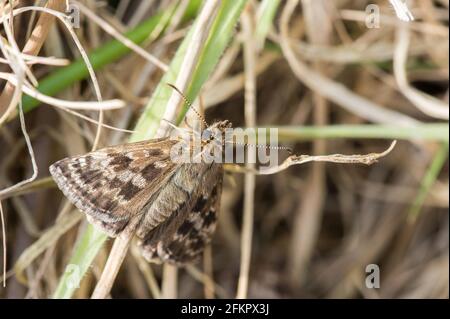 Papillon de skipper dingy reposant sur des tiges d'herbe. Banque D'Images