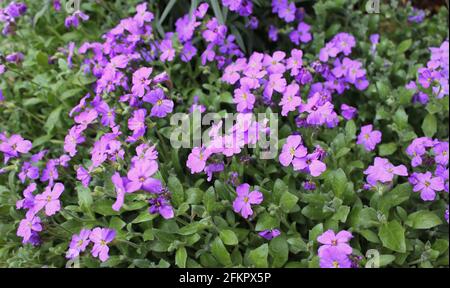 Fleurs de printemps Aubrieta deltoidea fleurs en avril soleil Banque D'Images