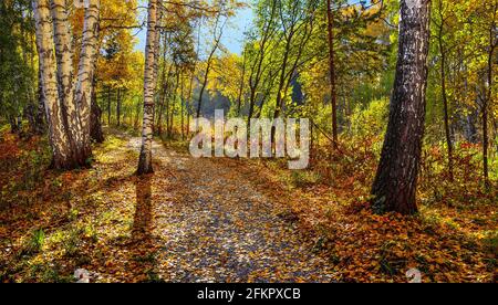 Forêt de bouleau d'automne colorée aux rayons du soleil lumineux, sentier sous les bouleaux avec troncs blancs et feuillage d'automne doré vif. Ensoleillé chaud Banque D'Images