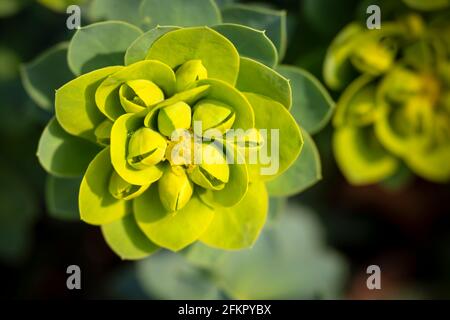 WA19518-00...WASHINGTON - Mrytle Spup, une plante de jardin populaire. Photographié avec un Lensbaby Velvet 85. Banque D'Images