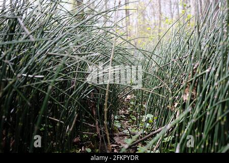 Equisetum hyemale communément connu comme plantation de forêts de raiilles rugueuses Banque D'Images