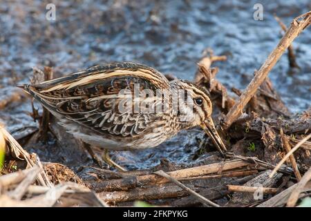 Bécassine de Jack ou bécassine de Jacksnipe, Lymnocryptes minimus, nourrissage d'un seul oiseau dans l'habitat des marais, Norfolk, Angleterre, Royaume-Uni Banque D'Images