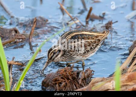 Bécassine de Jack ou bécassine de Jacksnipe, Lymnocryptes minimus, nourrissage d'un seul oiseau dans l'habitat des marais, Norfolk, Angleterre, Royaume-Uni Banque D'Images