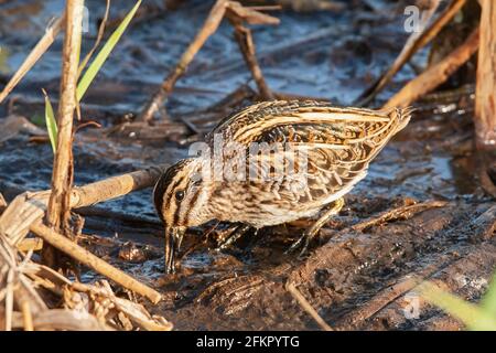 Bécassine de Jack ou bécassine de Jacksnipe, Lymnocryptes minimus, nourrissage d'un seul oiseau dans l'habitat des marais, Norfolk, Angleterre, Royaume-Uni Banque D'Images