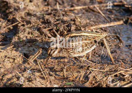 Bécassine de Jack ou bécassine de Jacksnipe, Lymnocryptes minimus, nourrissage d'un seul oiseau dans l'habitat des marais, Norfolk, Angleterre, Royaume-Uni Banque D'Images