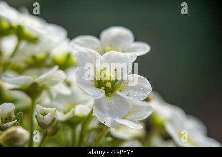 Saxifraga - un genre de plantes appartenant à la famille des saxifrage. Banque D'Images