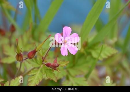 Fleur rose et pourpre de Geranium robertianum. Plante située sur le côté d'une voie forestière à côté d'une rivière. Journée ensoleillée à Munilla, la Rioja, Espagne. Banque D'Images