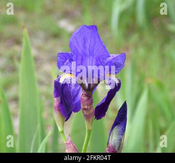 Fleur pourpre de Lily commune (Iris germanica). Nénuphars sauvages sur le remblai ensoleillé, Munilla, la Rioja, Espagne. Banque D'Images