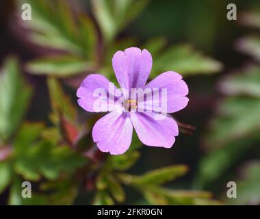 Photo macro de la fleur de Geranium robertianum. Avec pétales roses et violets. Journée ensoleillée à Munilla, la Rioja, Espagne. Banque D'Images