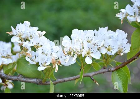 Branche pleine de fleurs de poire (Pyrus calleryana). Journée ensoleillée à Munilla, la Rioja, Espagne. Banque D'Images