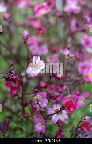 Petites fleurs roses, pourpres et rouges de Saxifraga Arendsii 'Purpurteppich' dans un jardin. Souvent cultivé en fond de roche. Profondeur de champ étroite, Banque D'Images