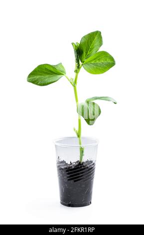 Plante de haricot de bébé poussant dans une tasse en plastique isolée sur blanc Banque D'Images