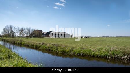 Ferme avec maison et stable moderne pour le bétail laitier dans le paysage de prairie plate avec un fossé en premier plan à Friesland, pays-Bas Banque D'Images