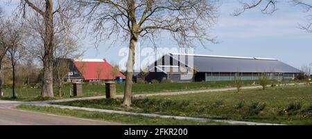 Ferme avec toit en tuiles rouges avec maison et stable moderne pour les bovins laitiers dans le paysage de prairie plate avec un Route en premier plan aux pays-Bas Banque D'Images